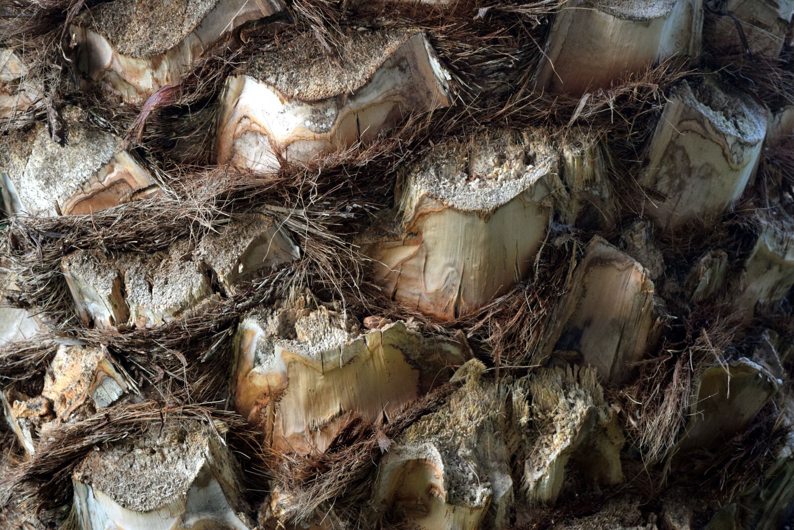 Nikon D5300 sample photo. Palm tree, background, fallen photography