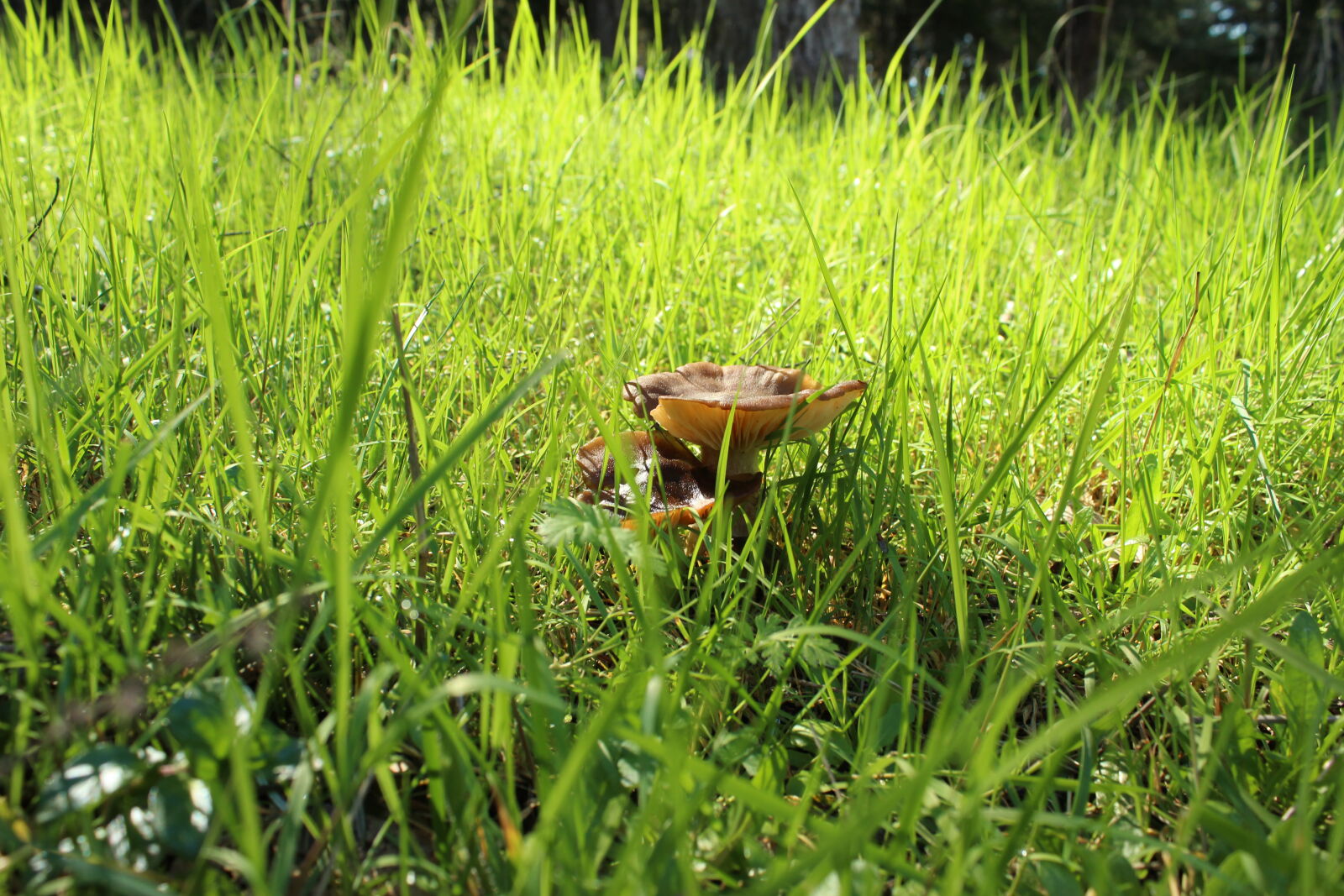 Canon EOS 1200D (EOS Rebel T5 / EOS Kiss X70 / EOS Hi) sample photo. Mushrooms photography