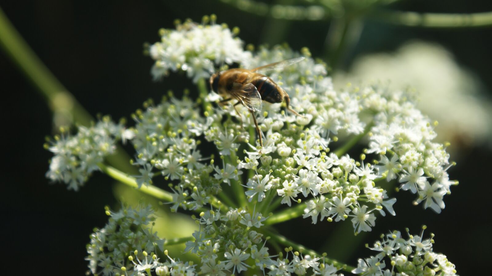 Sony Alpha DSLR-A350 sample photo. White flower, bug, nature photography