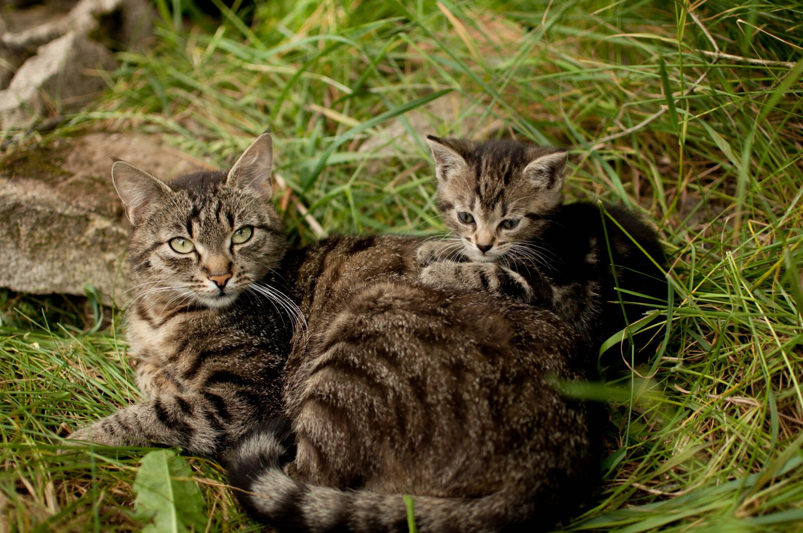 Nikon D5000 sample photo. Cats, animals, nature photography