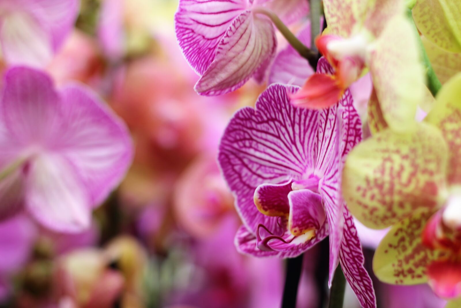 Canon EOS 600D (Rebel EOS T3i / EOS Kiss X5) + Canon EF 50mm F1.8 II sample photo. Orchid, flower, isolated photography