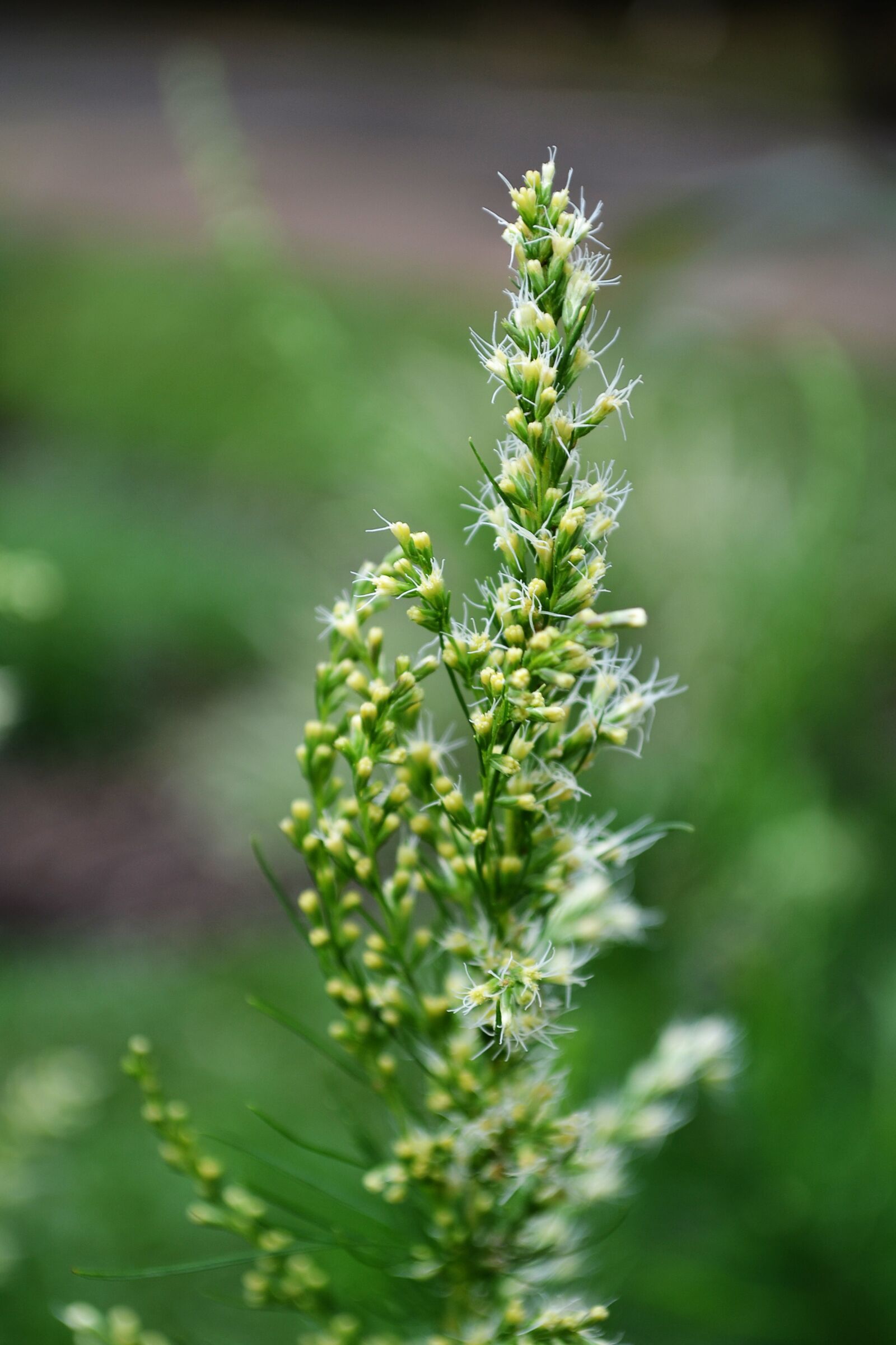 Nikon D3100 sample photo. Green, flower, flowers photography