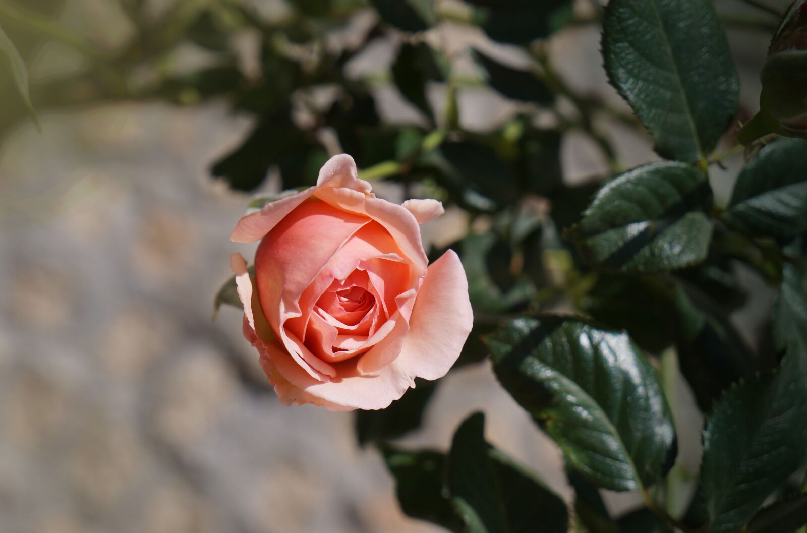 Sony Alpha NEX-F3 sample photo. Roses, rose buds, beauty photography