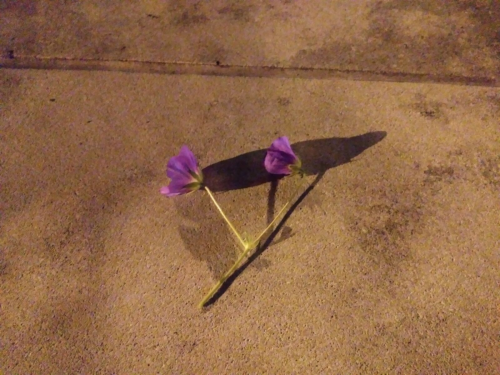 LG ARISTO sample photo. Flower, purple photography