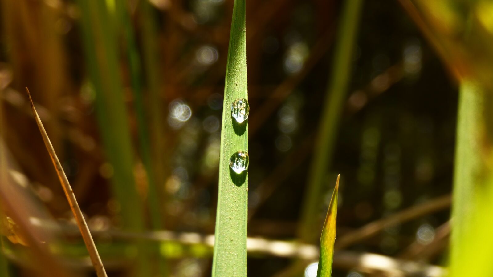 Panasonic DMC-FZ72 sample photo. Water, drops, leaf photography