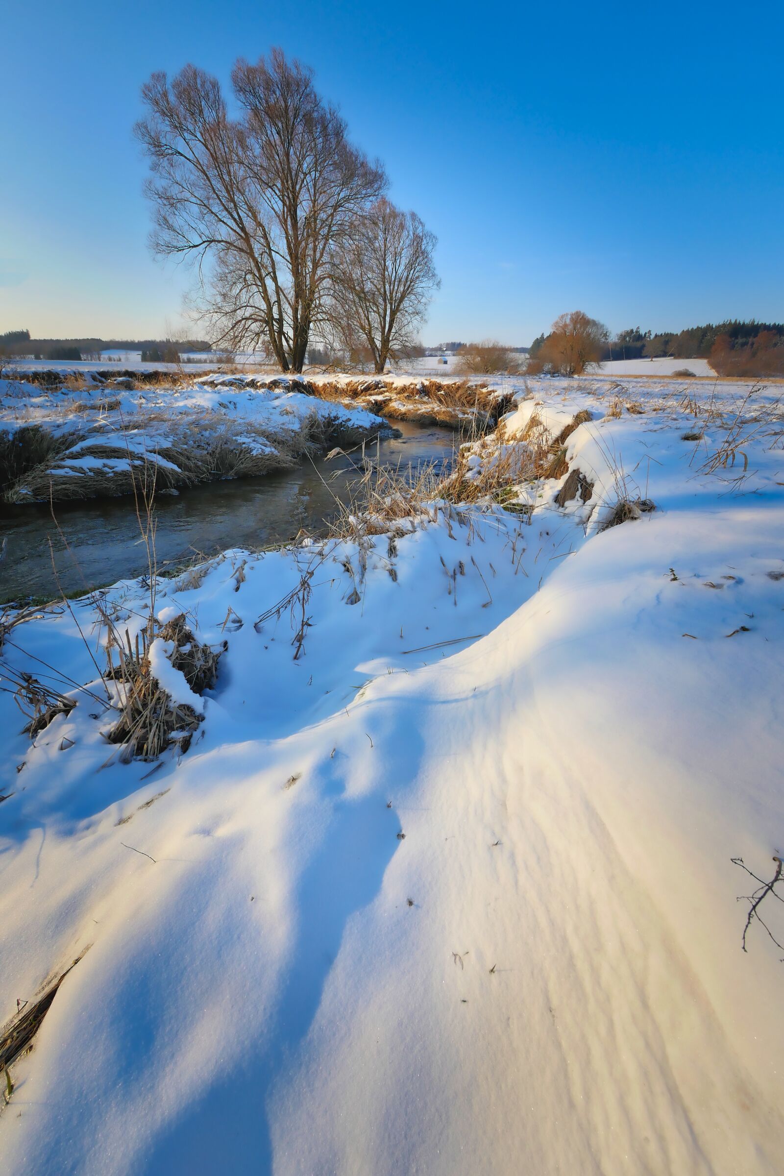 Panasonic Lumix DMC-GX8 sample photo. Nature, winter, snow photography
