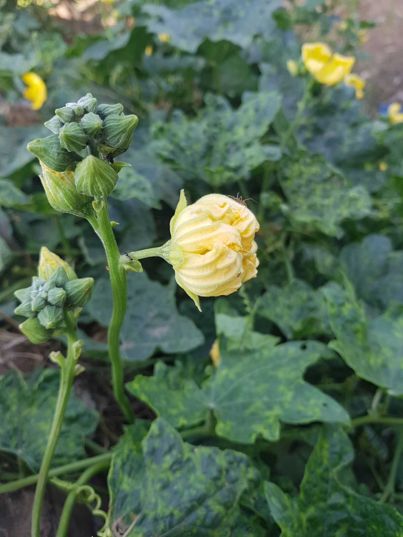 Samsung Galaxy S7 Edge sample photo. Close flower, yellow close photography
