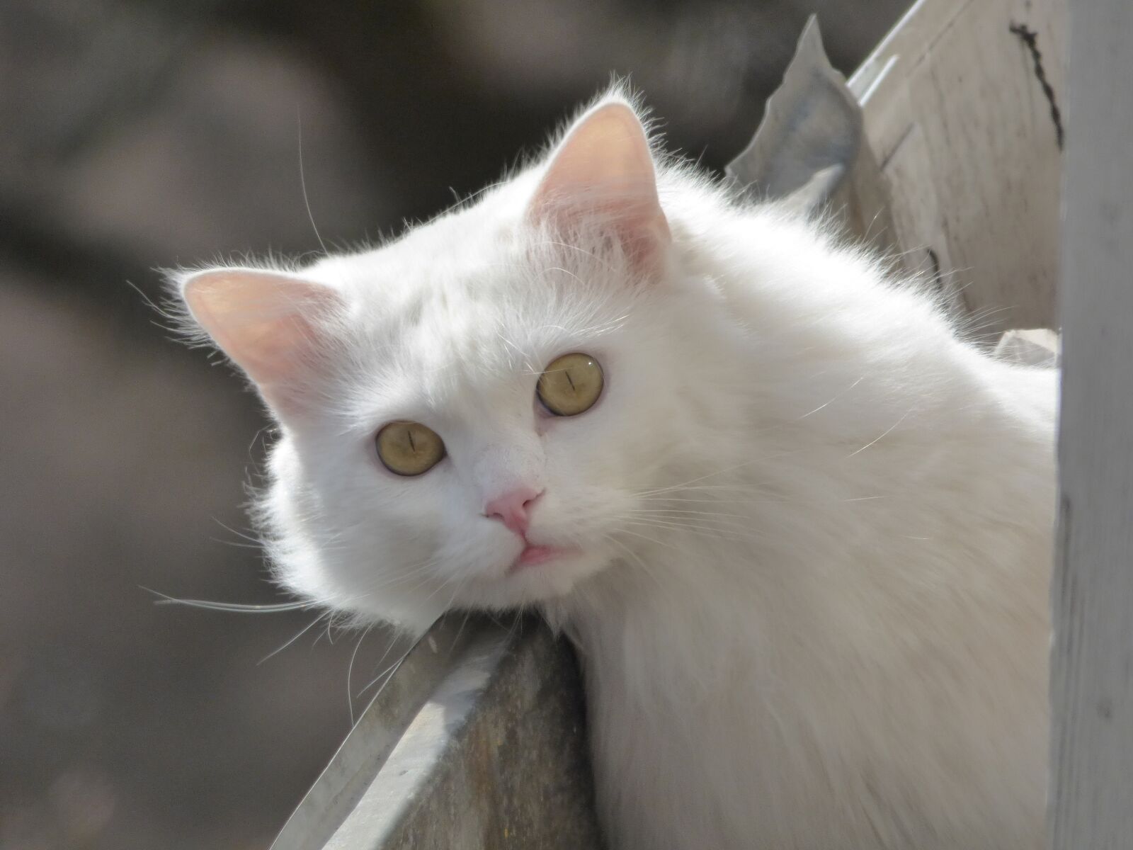 Panasonic DMC-FZ72 sample photo. Animals, fluffy cat, white photography