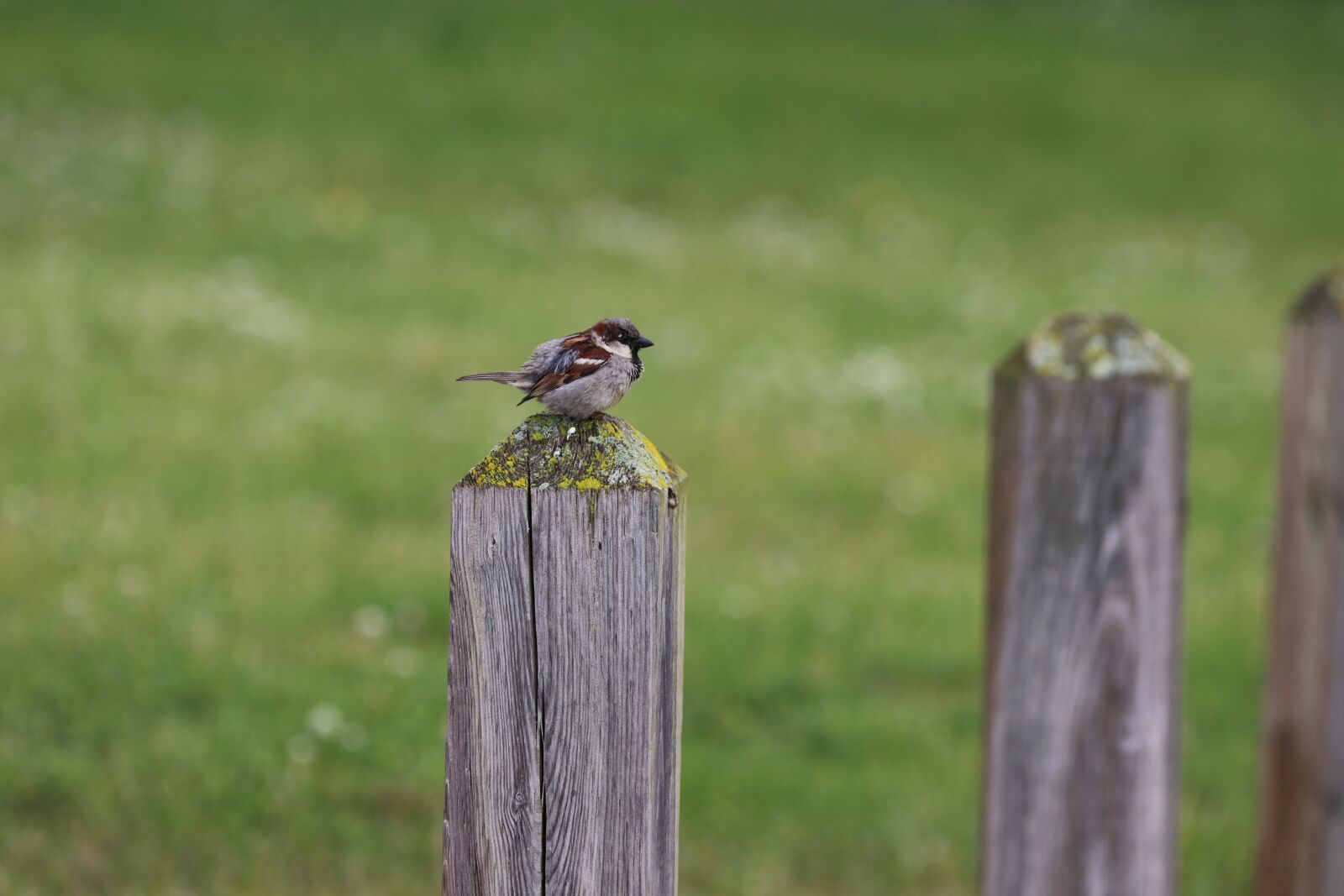 150-600mm F5-6.3 DG OS HSM | Contemporary 015 sample photo. Bird, sparrow, nature photography