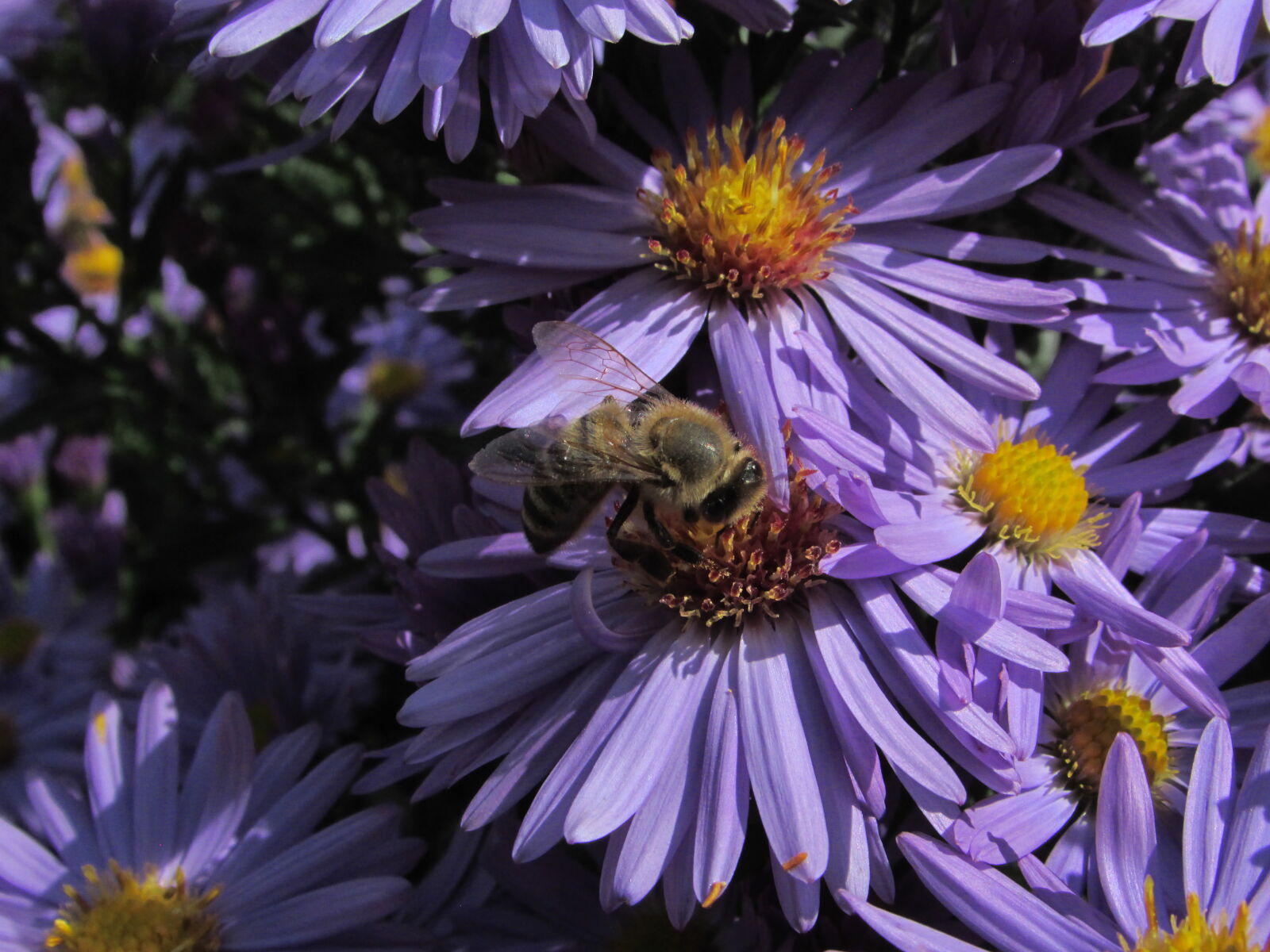 Canon PowerShot SX500 IS sample photo