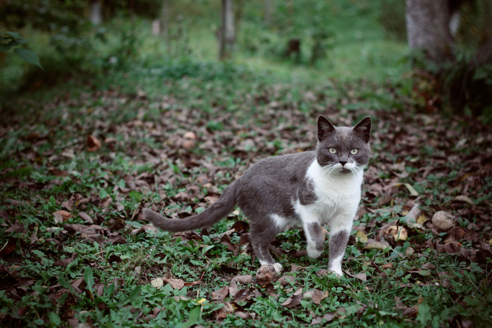 Canon EOS 450D (EOS Rebel XSi / EOS Kiss X2) + Canon EF 50mm F1.8 II sample photo. Adorable, animal, cat, cute photography