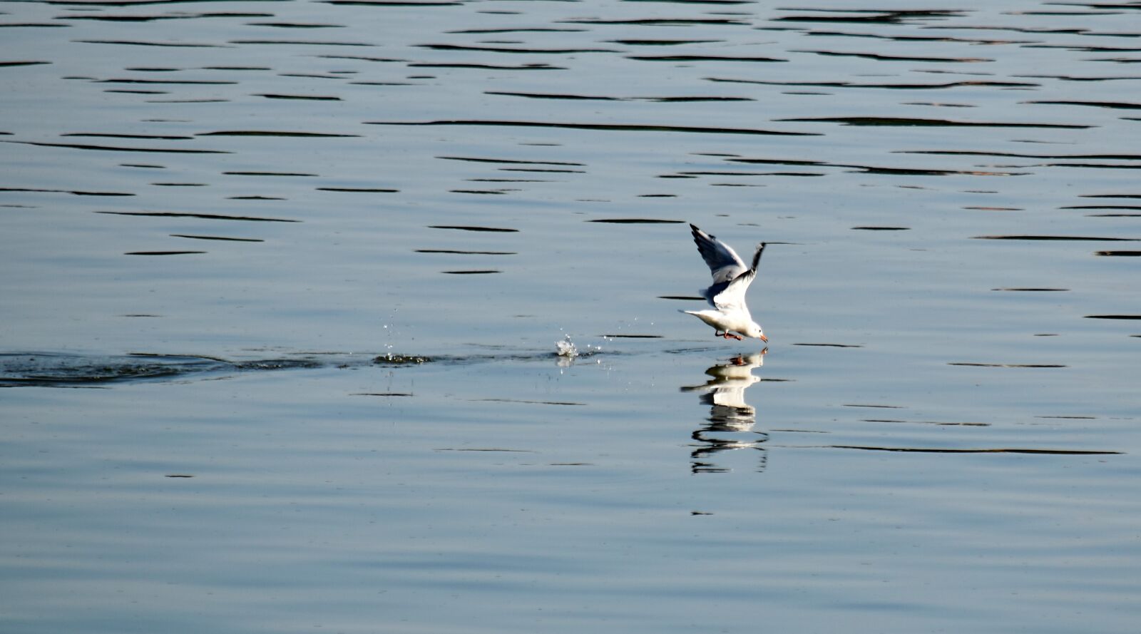 Nikon D5500 sample photo. Seagull, wading bird, shorebird photography