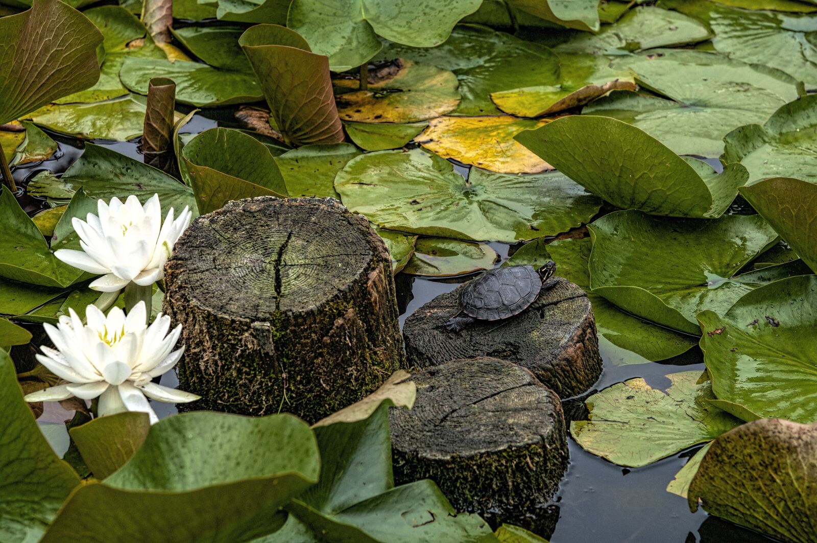 Nikon D300 sample photo. Water, turtle, pond photography