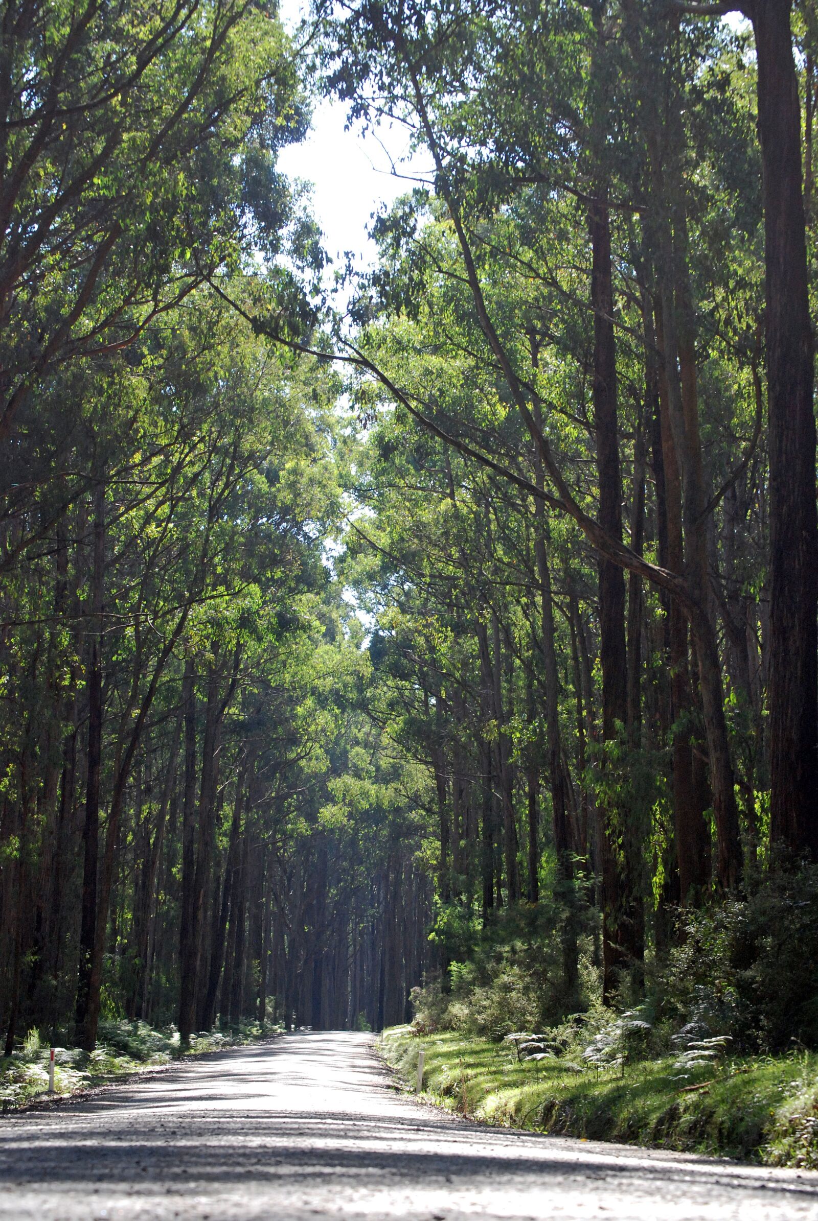 Nikon D80 sample photo. Forest, road, nature photography
