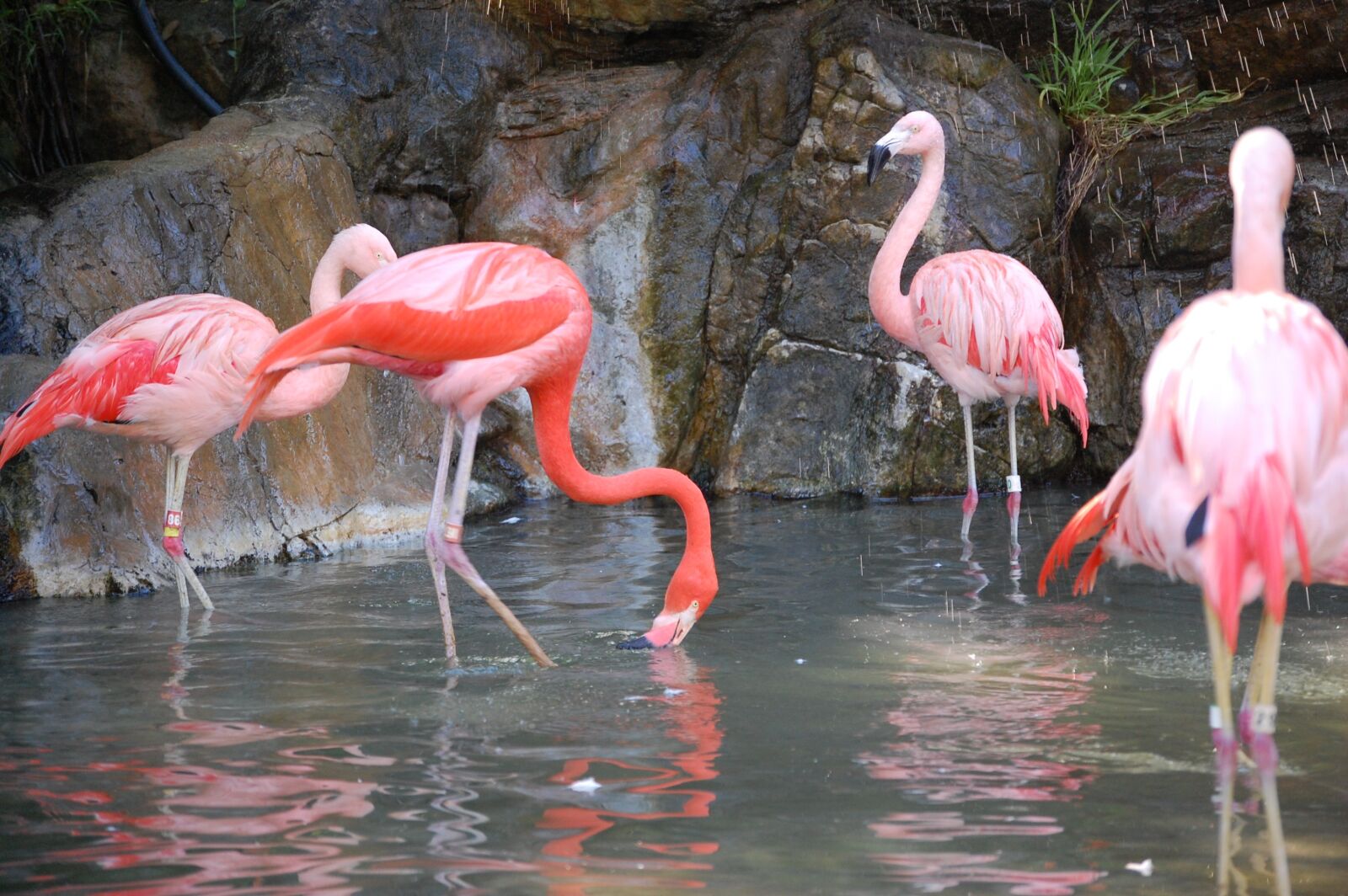 Nikon D40 sample photo. Flamingo, birds, pink photography