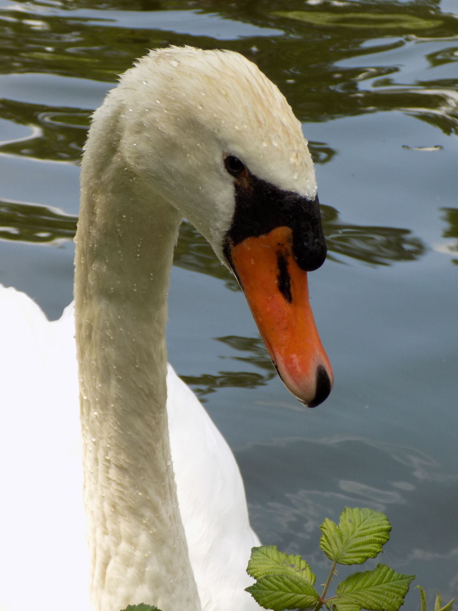 Nikon COOLPIX L340 sample photo. Swan, white, water bird photography
