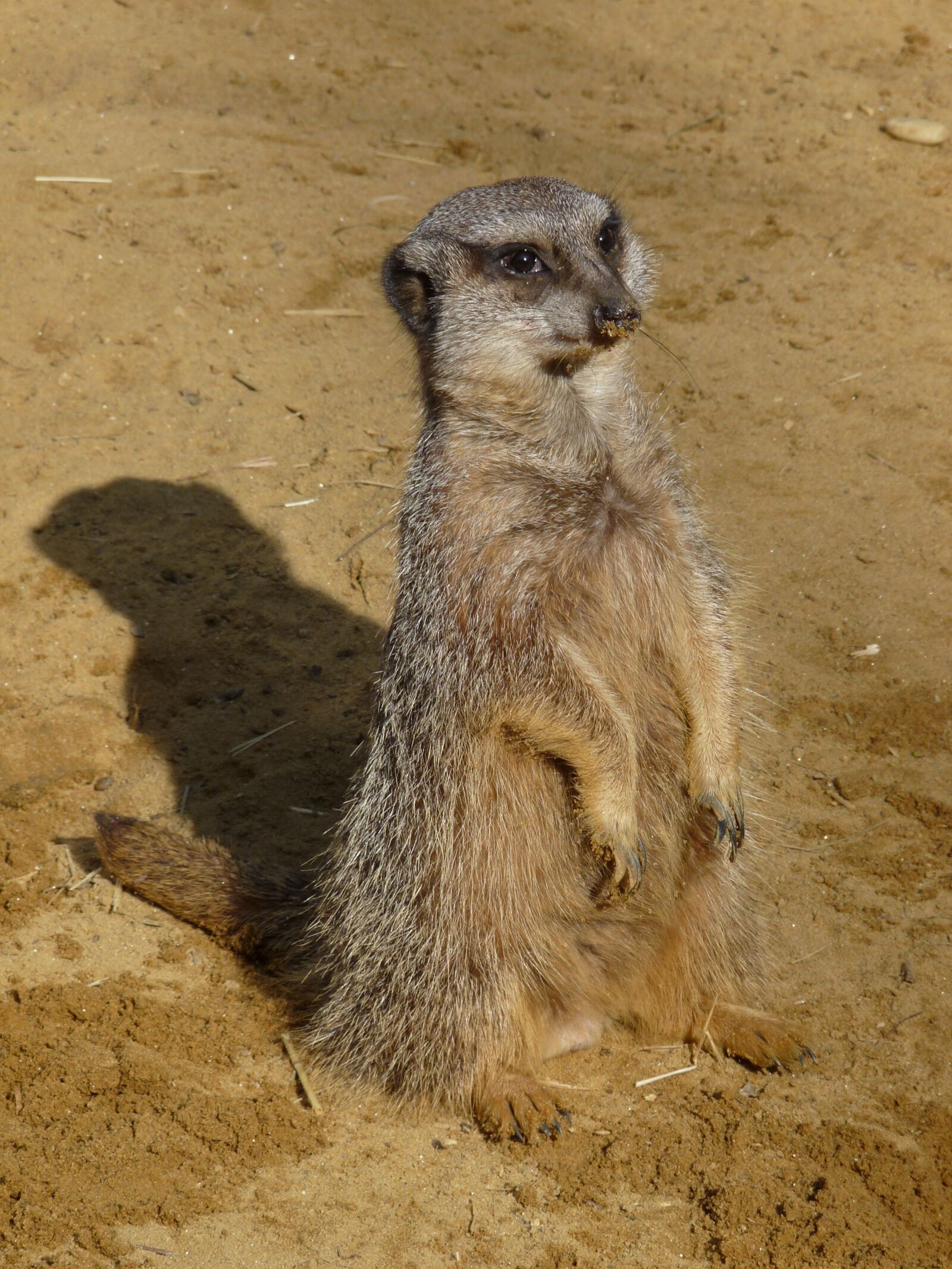Panasonic Lumix DMC-FZ28 sample photo. Meerkat, zoo, animal photography