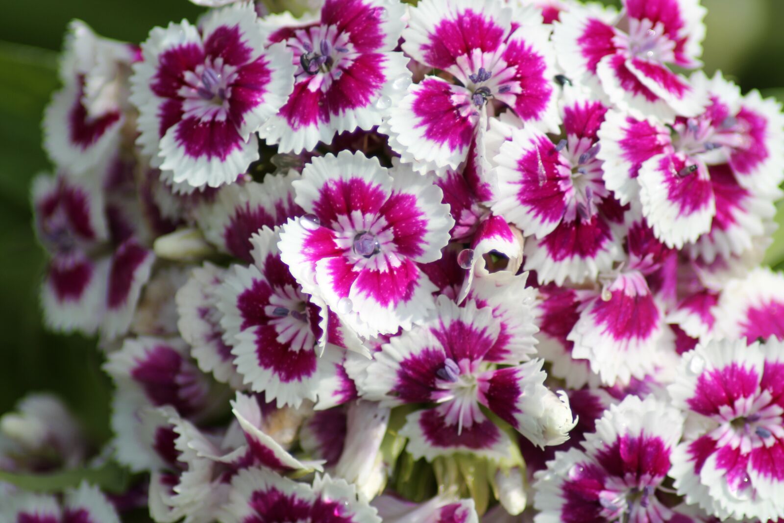 Canon EOS 1100D (EOS Rebel T3 / EOS Kiss X50) sample photo. Dianthus, flower, garden photography