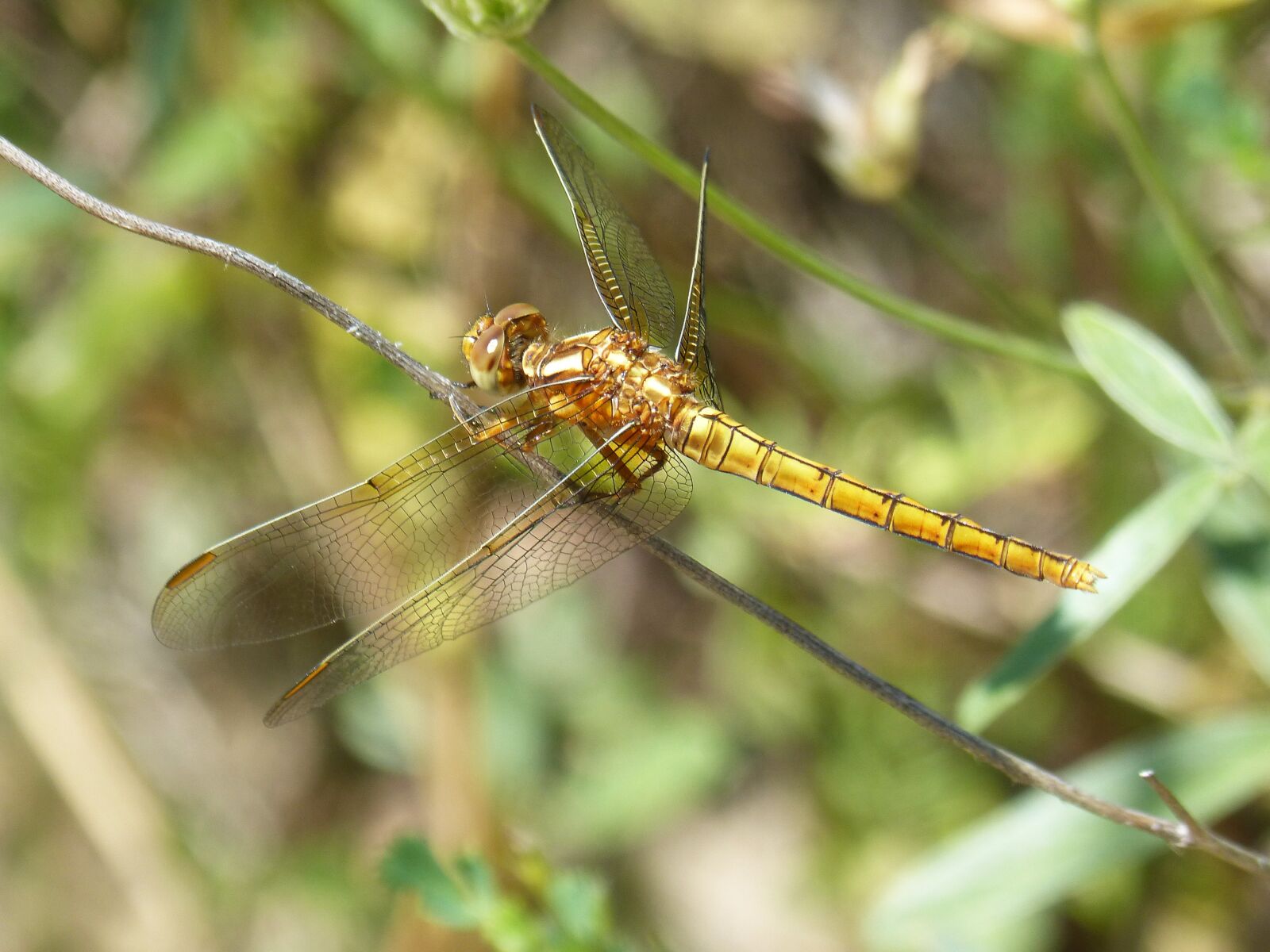 Panasonic DMC-FZ62 sample photo. Dragonfly, winged insect, orthetrum photography