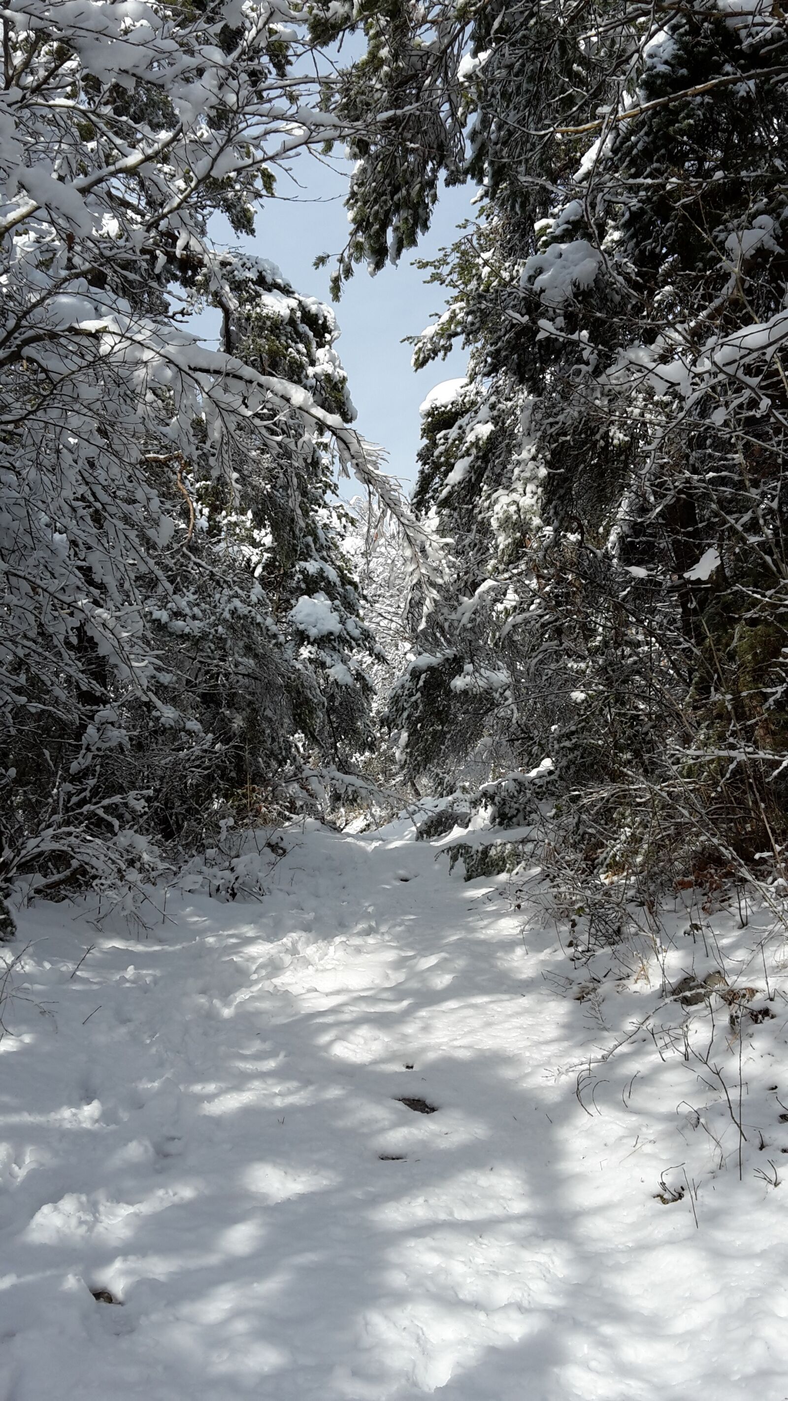 Samsung SM-G800F sample photo. Snow, winter, nature photography