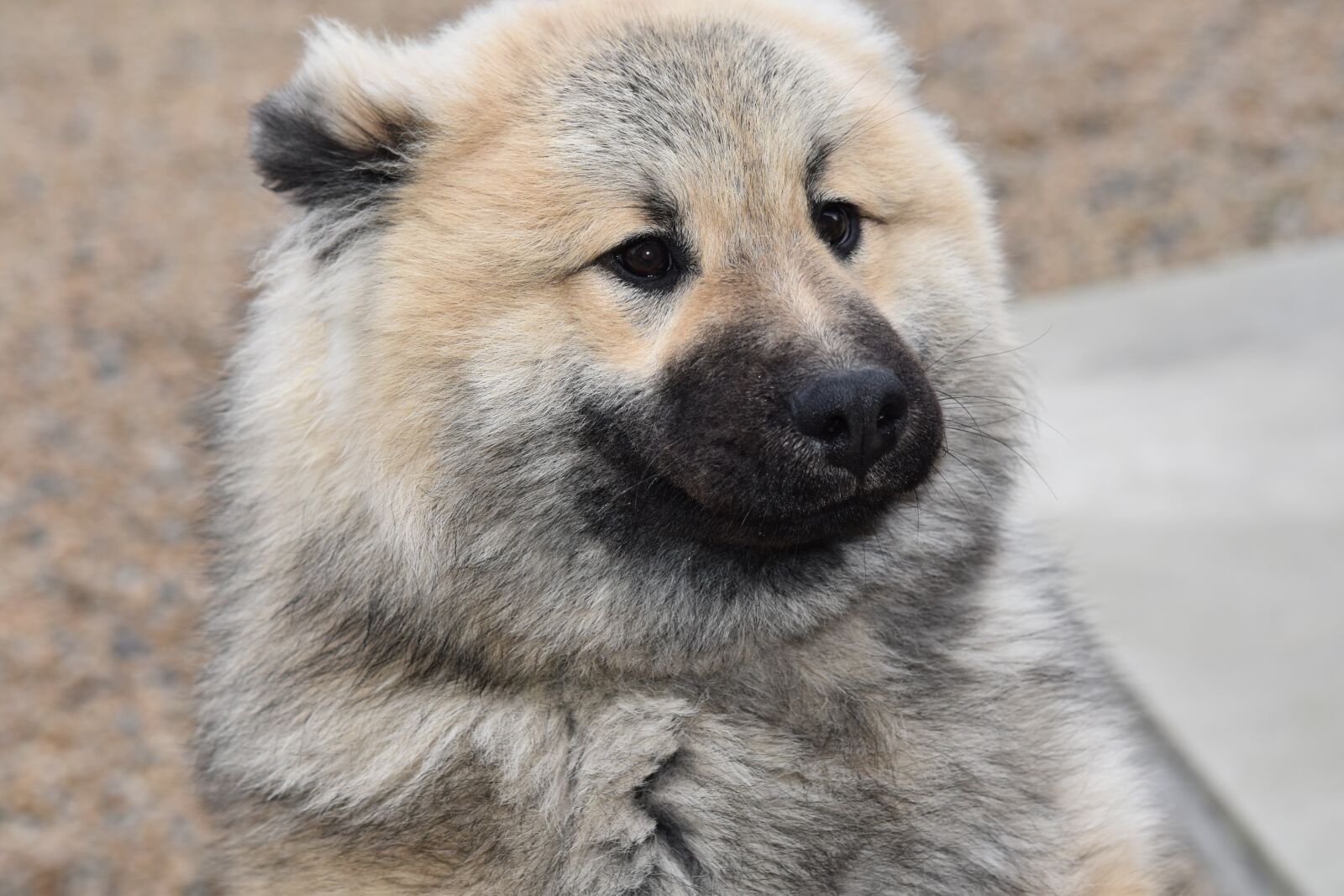 Nikon D5600 sample photo. Dog, dog eurasier, dog photography