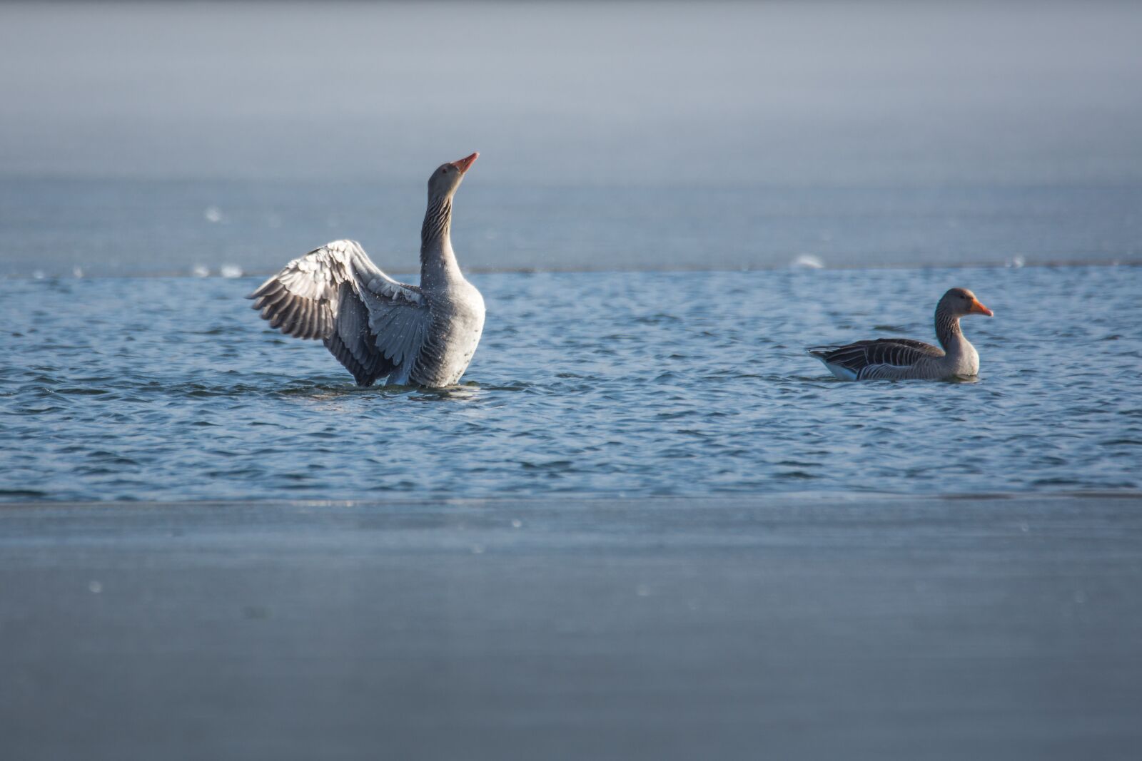 Nikon D7200 sample photo. Waters, bird, nature photography