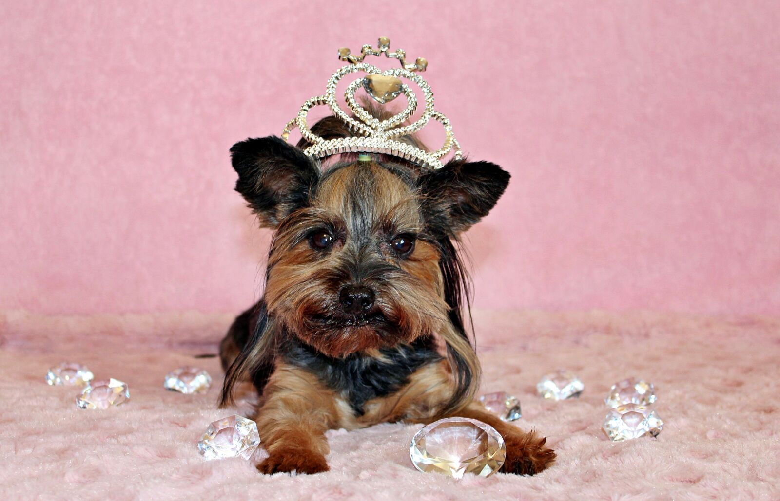 Canon EOS 600D (Rebel EOS T3i / EOS Kiss X5) sample photo. Yorkshire terrier, dog, crown photography