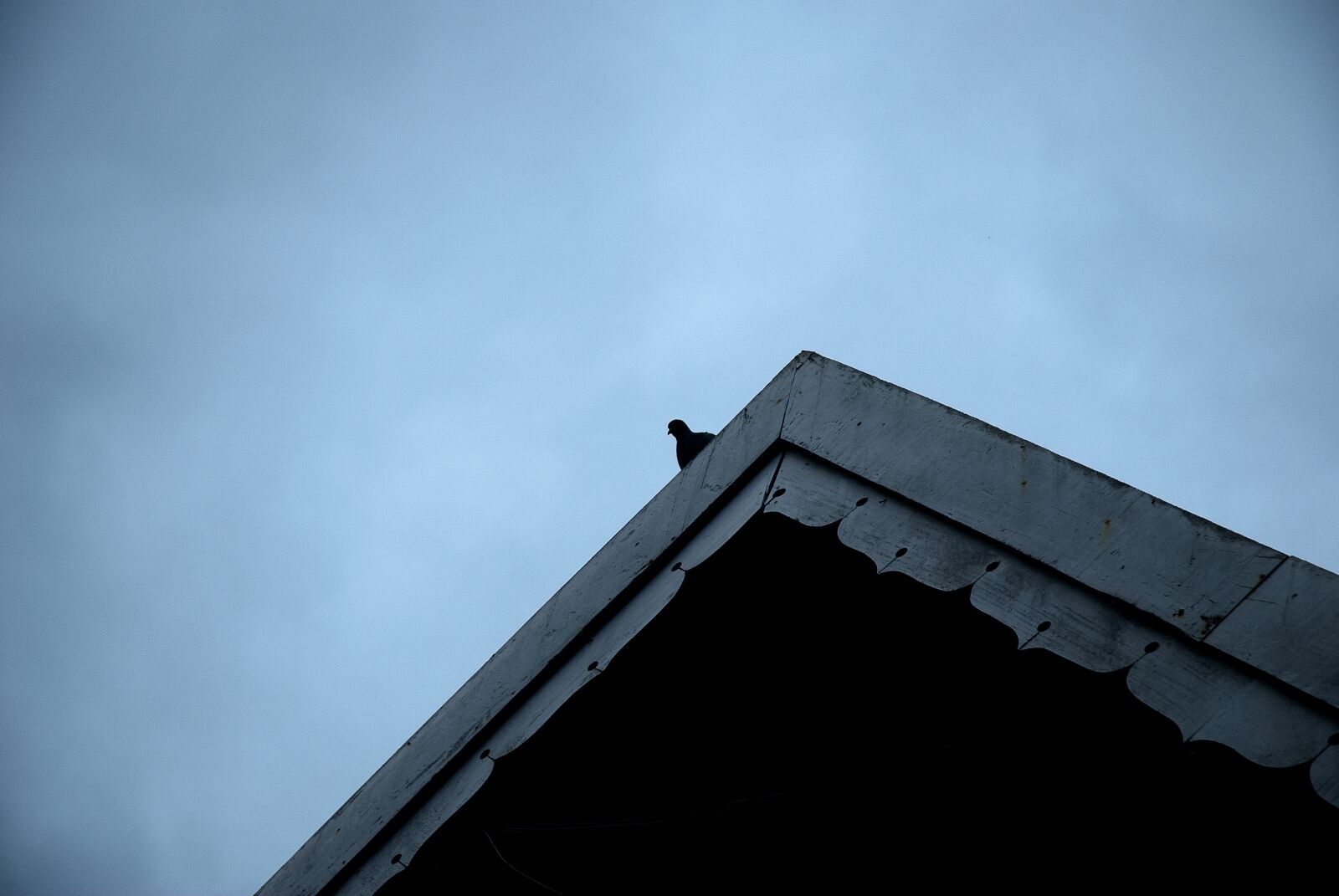 Nikon D60 sample photo. Pigeon, lonely, single photography