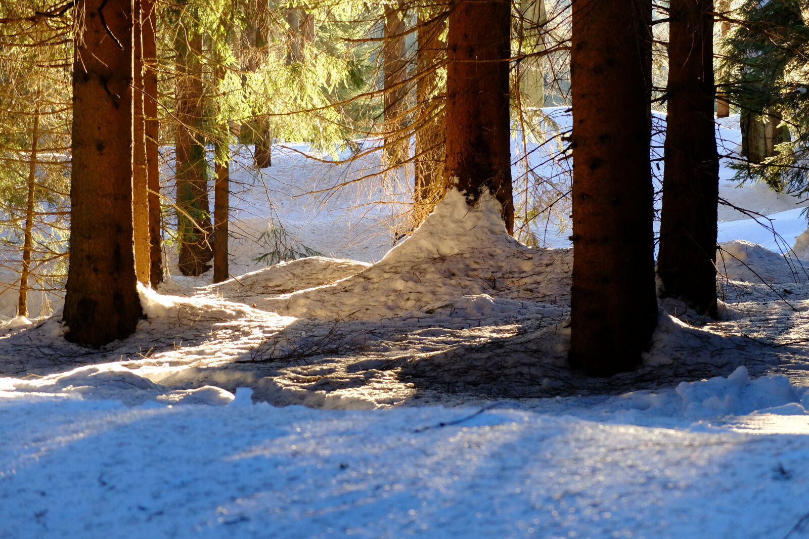 Fujifilm X30 sample photo. Backlight, forest, snow, trees photography