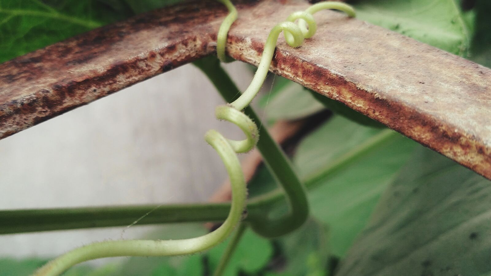 Xiaomi Redmi 3S sample photo. Color, colors, joint, multicolor photography