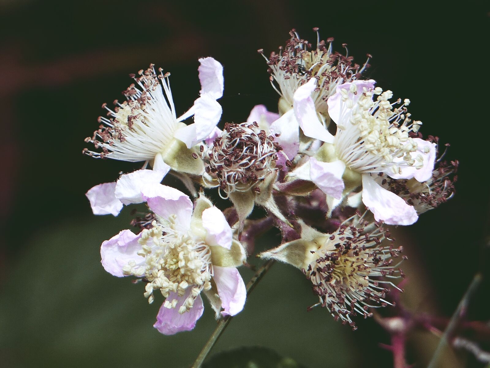 Panasonic Lumix DMC-FZ200 sample photo. Blackberry blossom, nature, summer photography