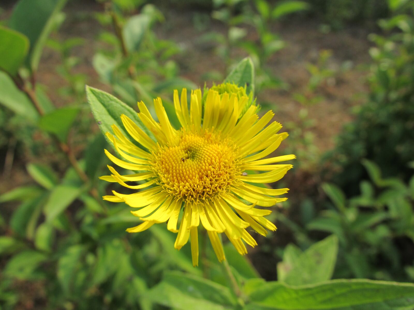 Canon PowerShot SX500 IS sample photo. Flowers, yellow, natural photography