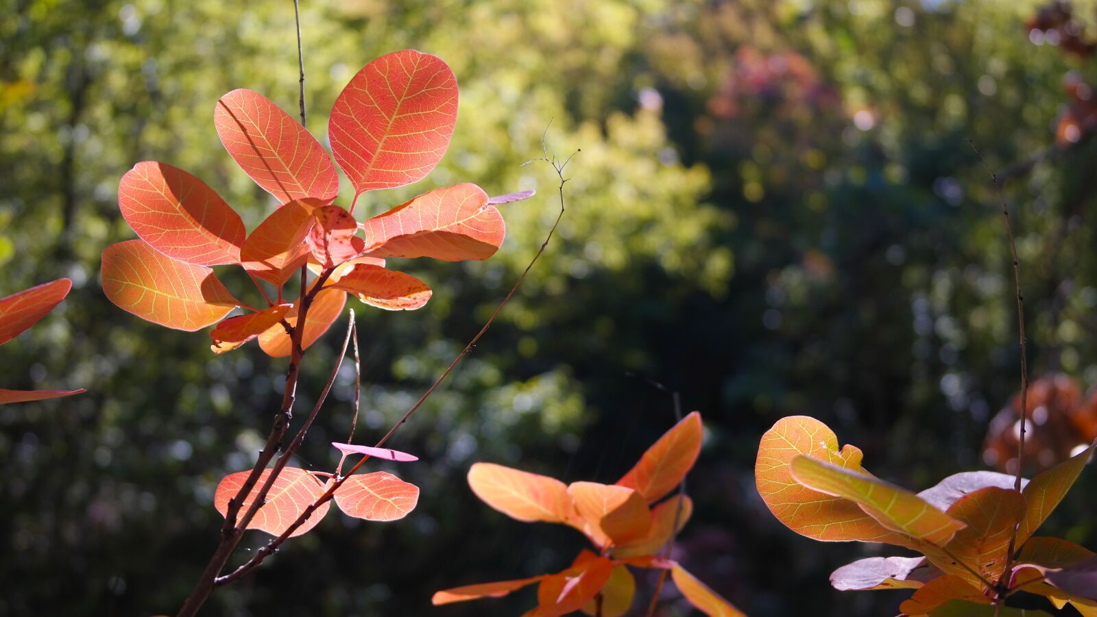 Samsung NX300 sample photo. Leaves, red, autumn foliage photography