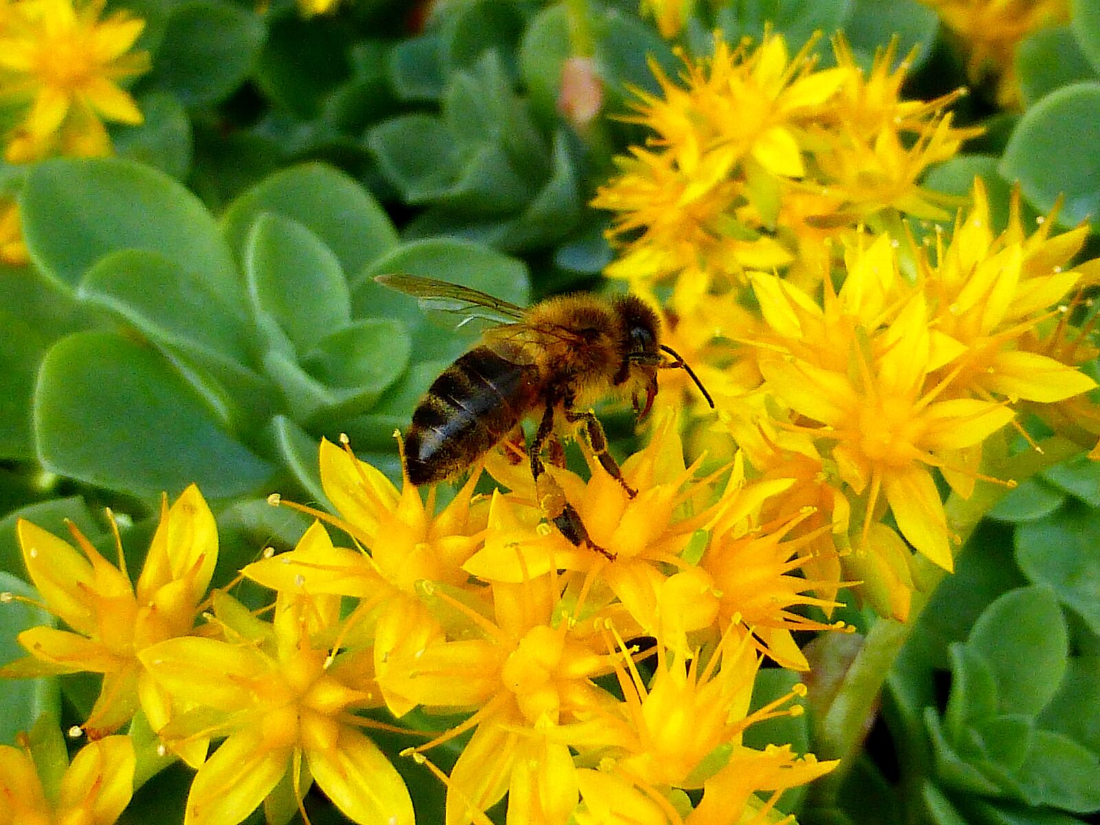 Panasonic Lumix DMC-ZS25 (Lumix DMC-TZ35) sample photo. Insect, bee, pollen photography