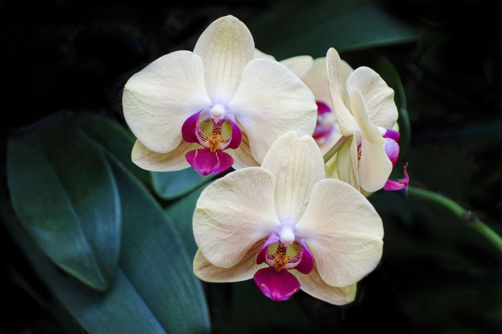 Hasselblad Stellar sample photo. Orchid, flower, tropical photography