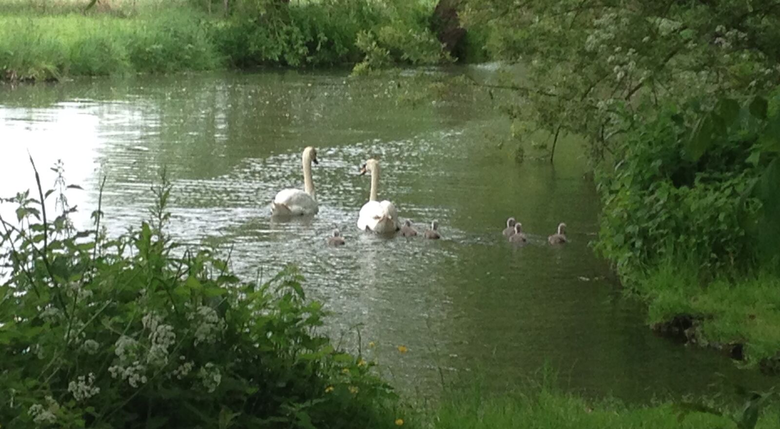 iPhone 5c back camera 4.12mm f/2.4 sample photo. Swan, family photography