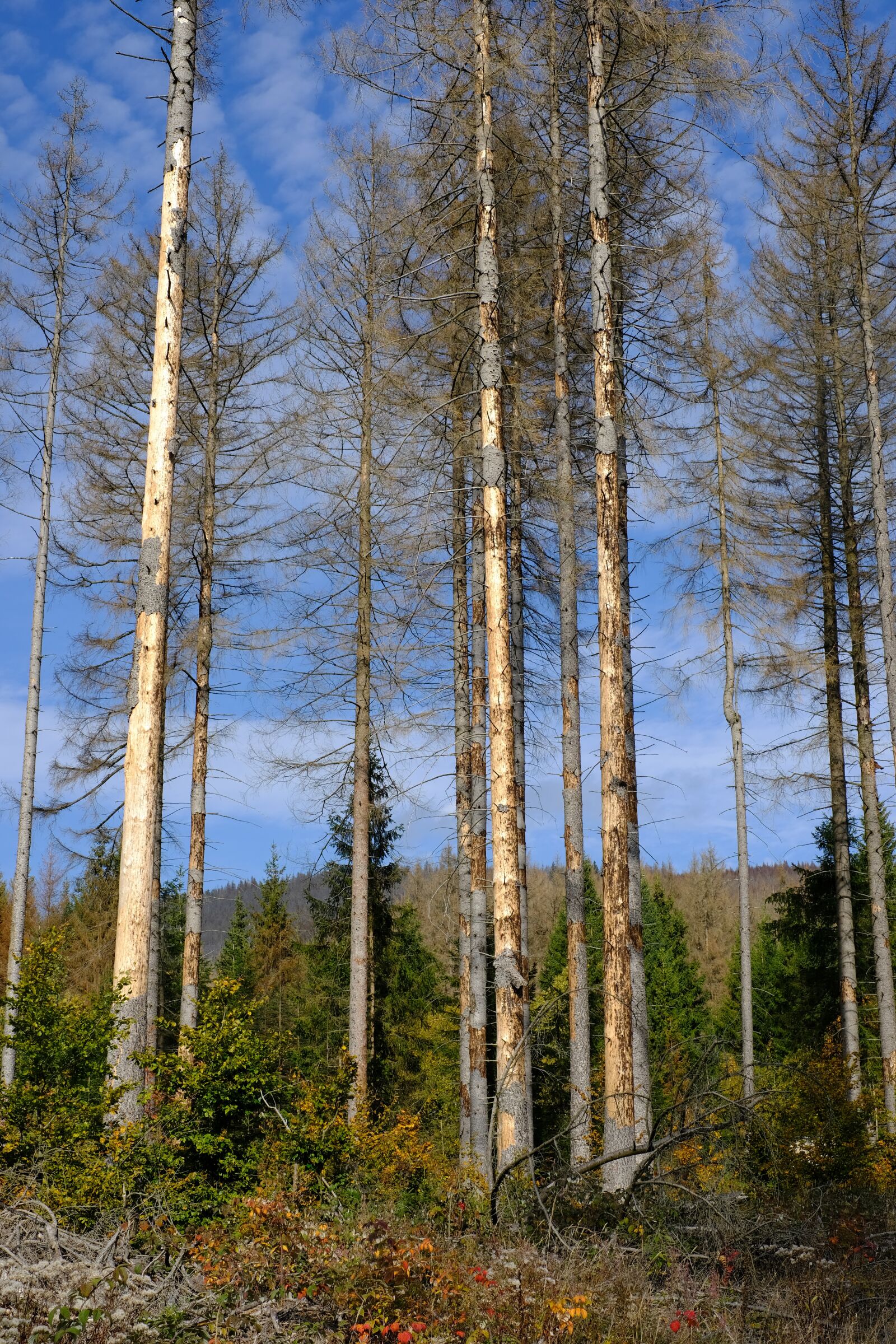 Fujifilm XF 35mm F1.4 R sample photo. Waldsterben, spruce, forest photography
