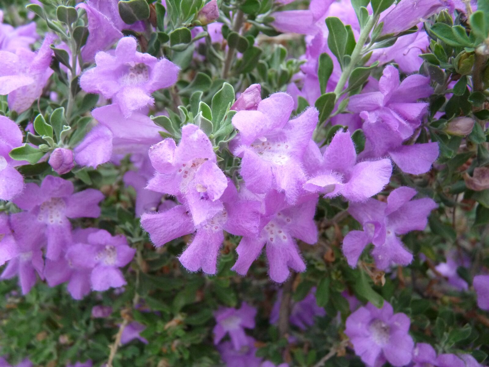 Panasonic Lumix DMC-FZ28 sample photo. Purple, flowers, nature photography
