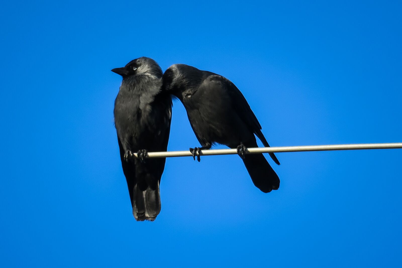 Canon PowerShot G3 X sample photo. Jackdaws, couple, clean photography