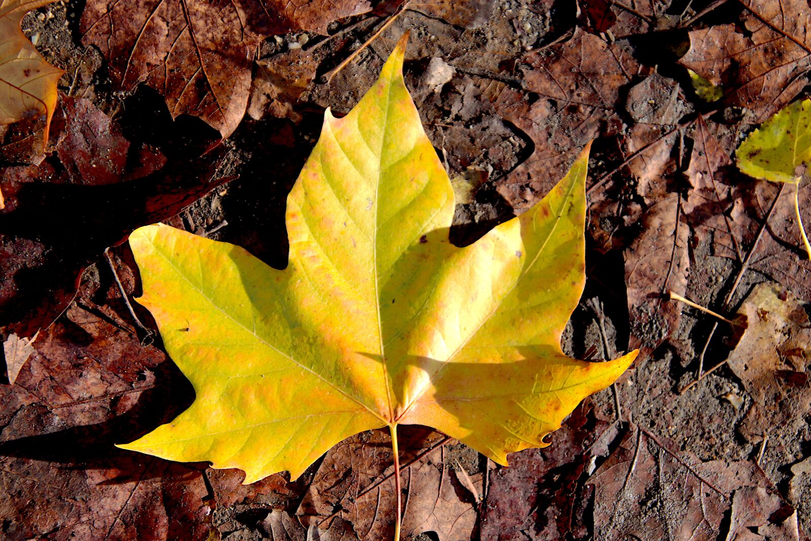 Canon EOS 800D (EOS Rebel T7i / EOS Kiss X9i) sample photo. Autumn leaves, fall colors photography