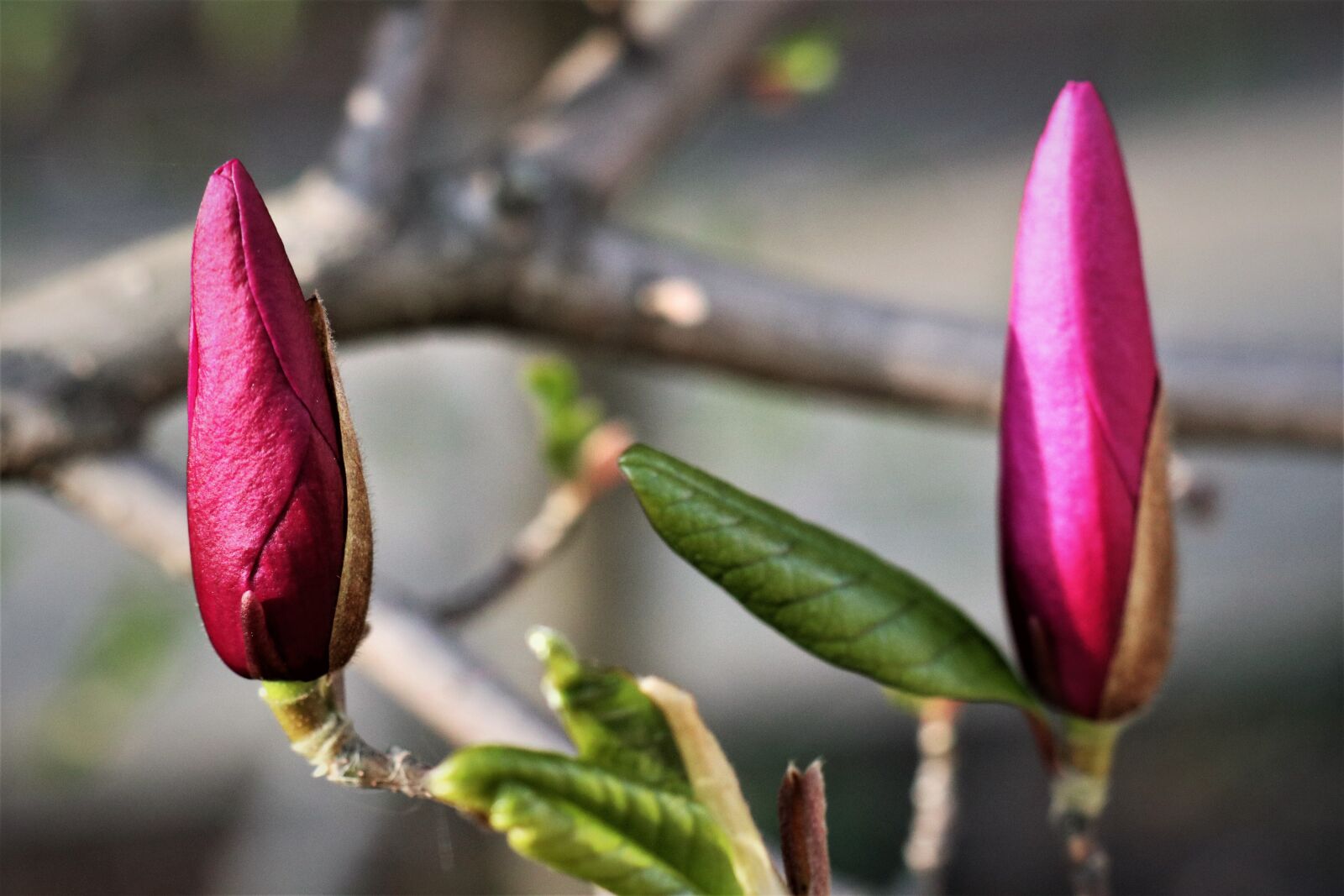 Canon EF-M 18-150mm F3.5-6.3 IS STM sample photo. Magnolia, boost, bud photography
