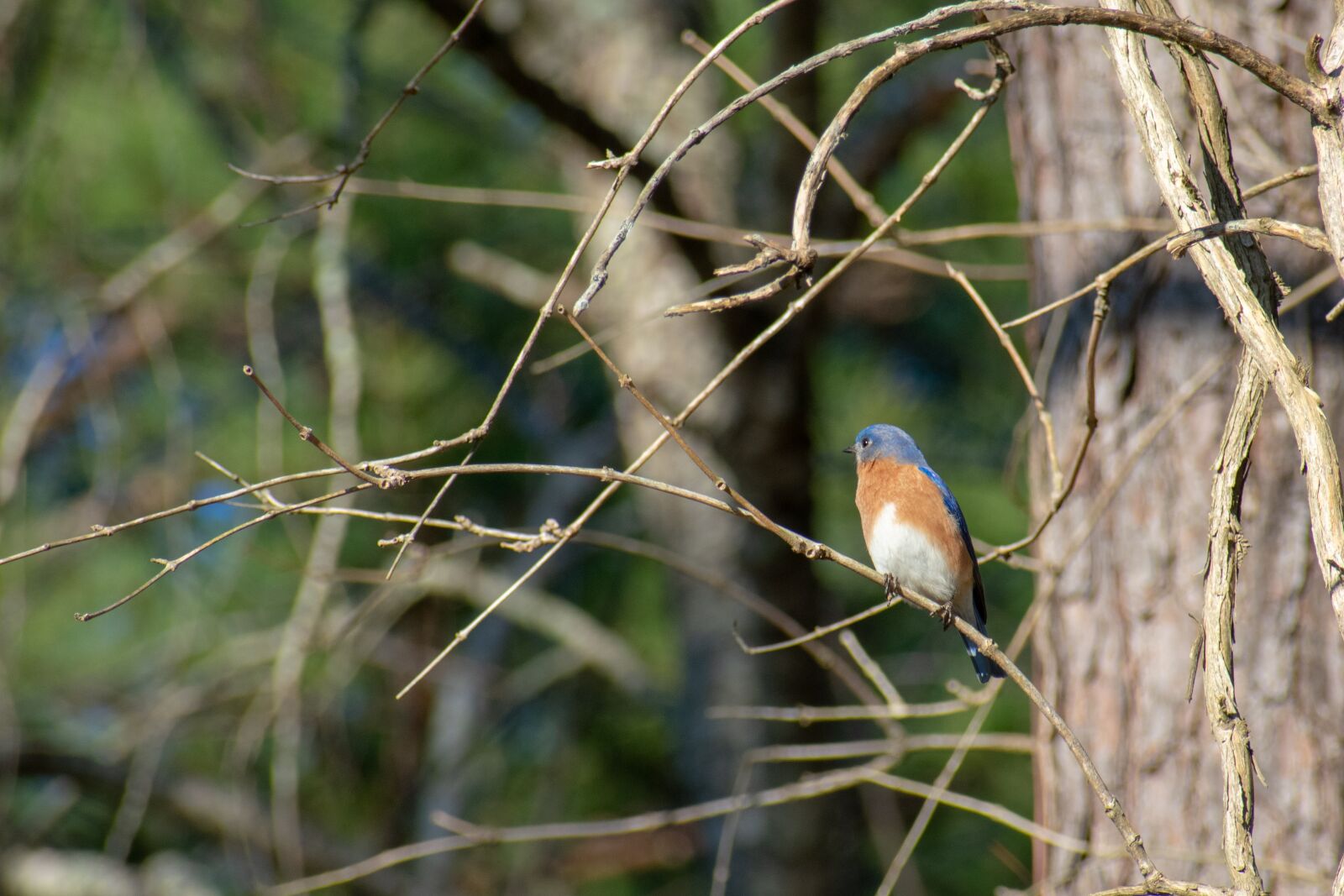 Nikon D3400 sample photo. Bird, nature, avian photography
