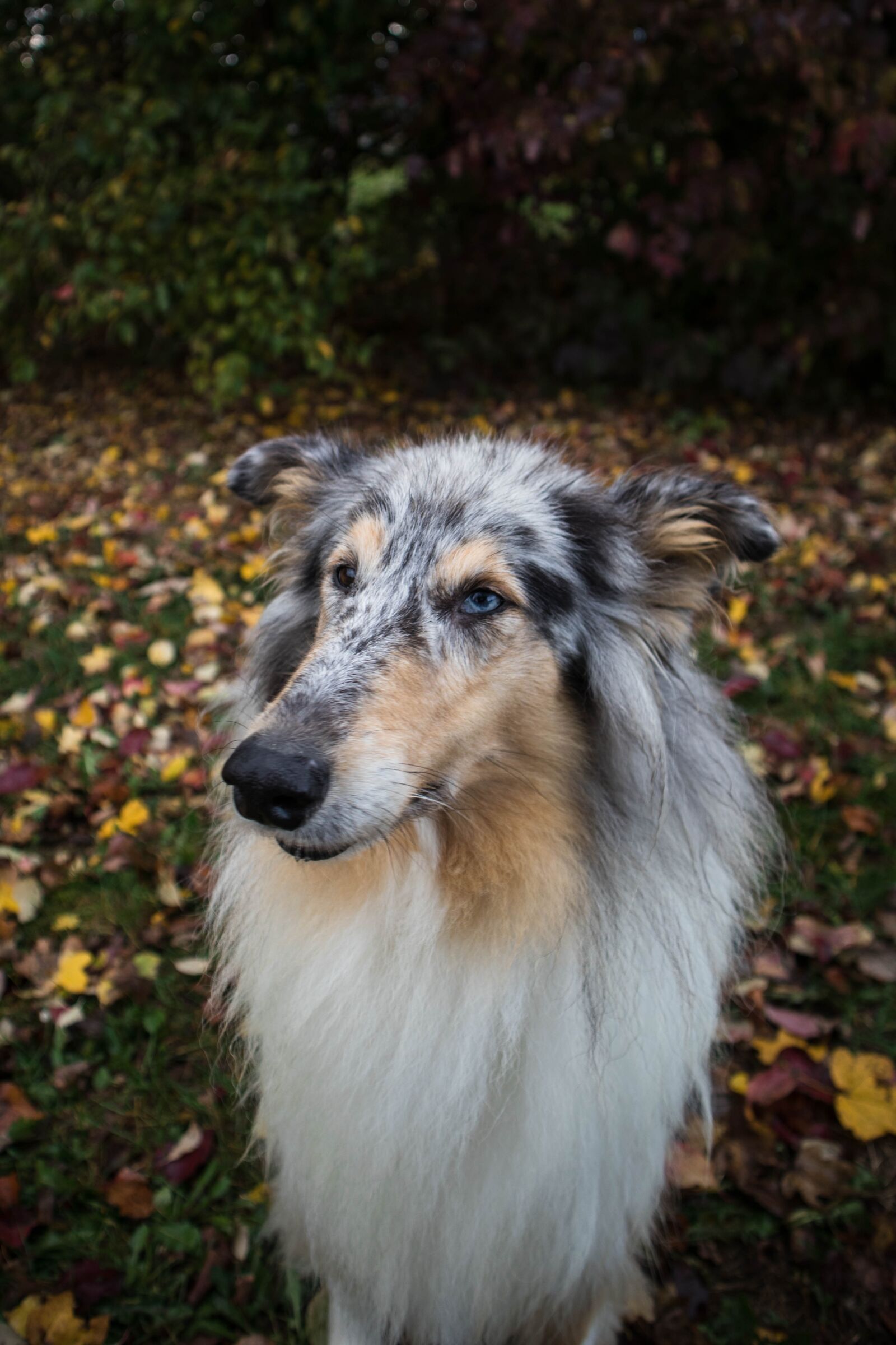 Canon EOS M50 (EOS Kiss M) sample photo. Dog, animal, autumn photography