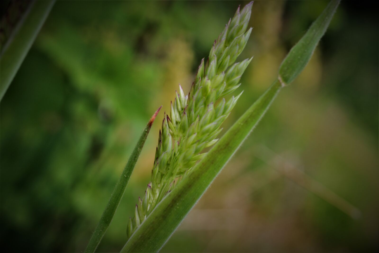 Canon EF-S 35mm F2.8 Macro IS STM sample photo. Soft honey grass, honey photography