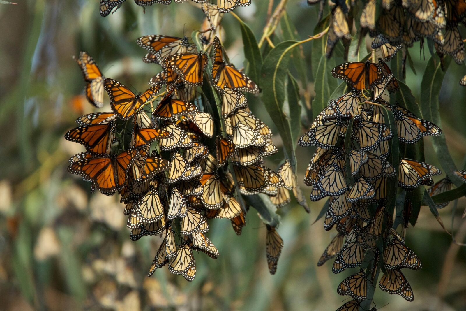 Canon EOS 5D Mark III sample photo. Big, monarch, butterfly, population photography