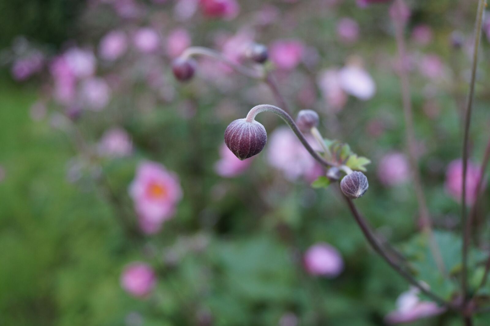 Sony DT 18-55mm F3.5-5.6 SAM II sample photo. Flower, nature, plant photography