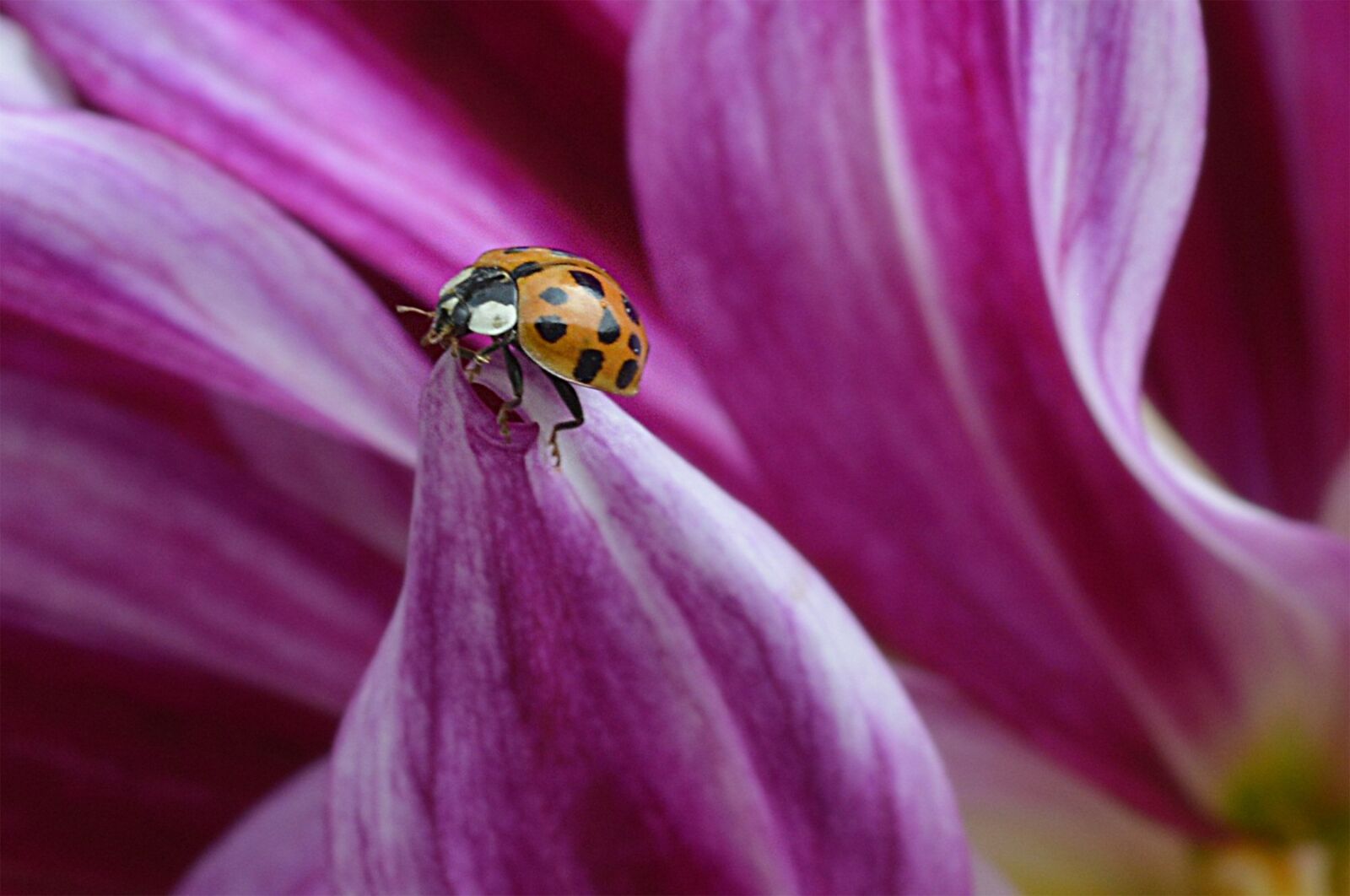 Nikon D3200 sample photo. Lady bug, dahlia, petal photography
