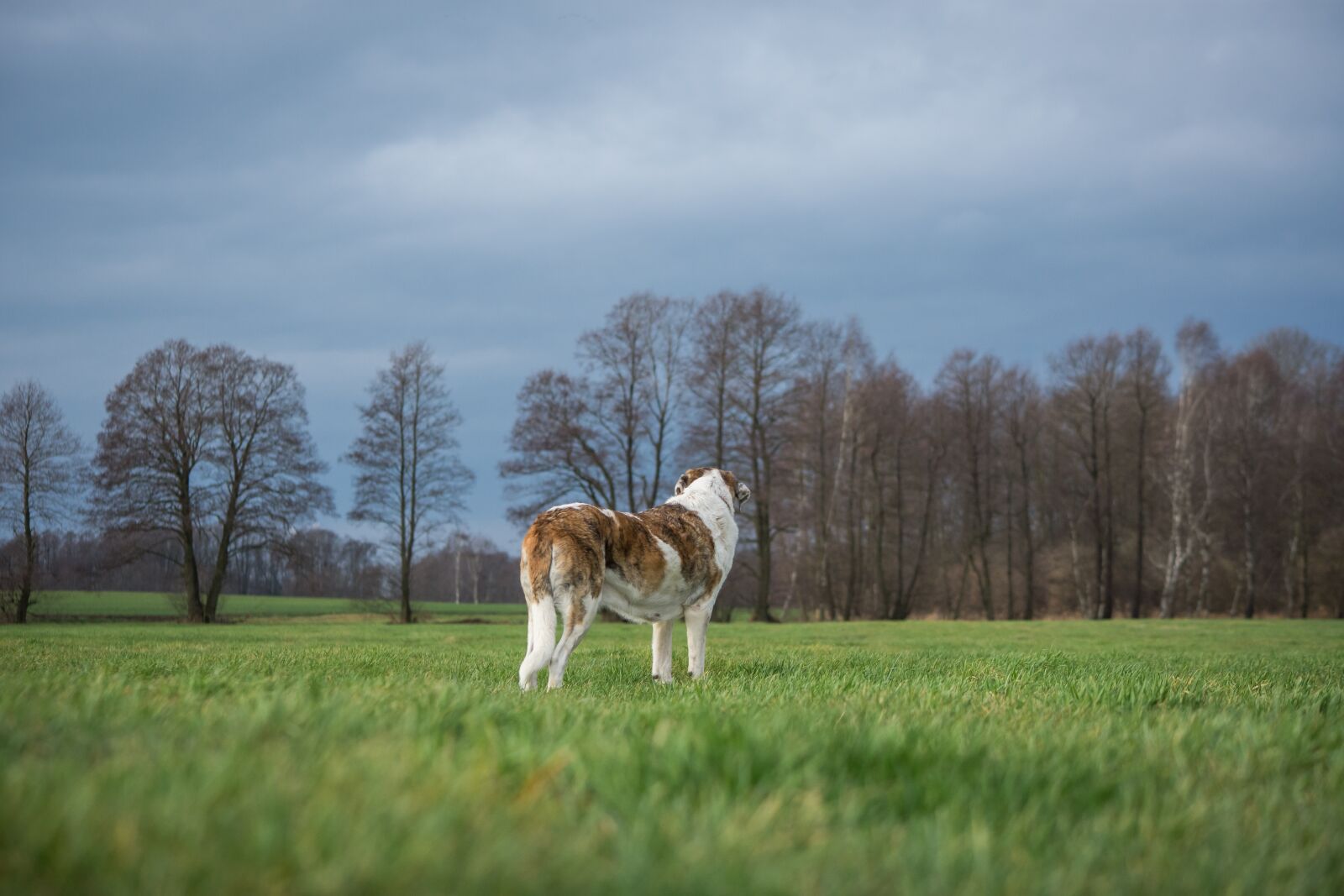 Nikon D7200 sample photo. Dog, grass, nature photography