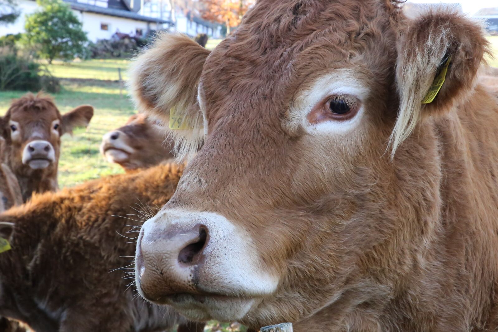 Canon EF 24-105mm F4L IS II USM sample photo. Cow herd, herd of photography