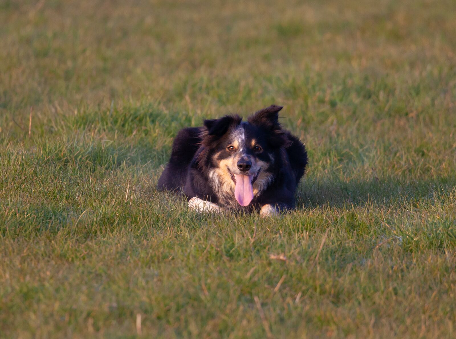 Canon EOS 5D Mark II sample photo. Border collie, dog, sheepdog photography